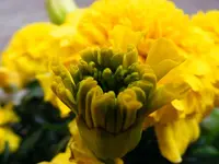 Gelbe Tagetes.webp