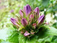 Knaeuelglockenblume.webp