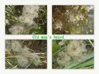 Old man's beard.webp