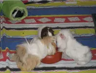 Meerschweingang3.webp