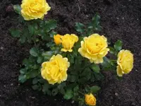 P1011007.webp