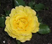 Gelbe Rose Kopie.webp