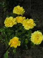 P1011017.webp