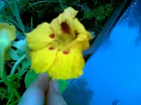 Kapu gelb.webp