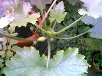 Zuchini.webp