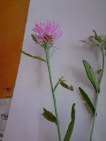 Distel.webp