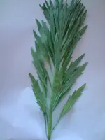 P030609_14.46.webp