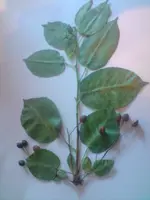 P020609_19.51.webp