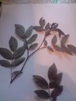 P020609_19.54.webp