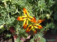 PICT2602.webp