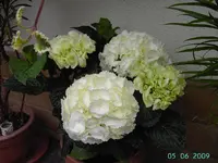 PICT2551.webp