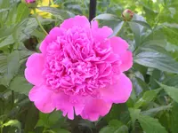 2009 -5 Garten Pfingstrose 054.webp