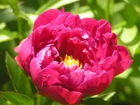 2009 -5 Garten Pfingstrose 089.webp