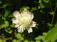 2009 -5 Garten Pfingstrose 087.webp