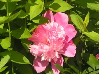 2009 -5 Garten Pfingstrose 093.webp
