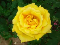duftet nach Zitrone.webp