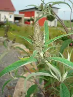 Schmetterlingsflieder.webp