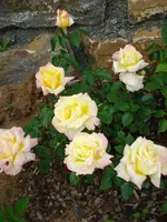 Schoenheit.webp