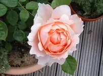 S4300001.webp