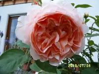 S4300002.webp