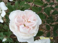 S4300031.webp