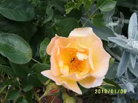 S4300277.webp