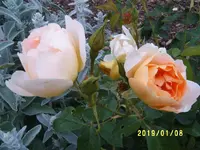 S4300019.webp