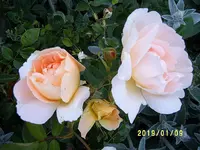 S4300027-1.webp