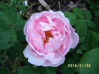 S4300041-1.webp
