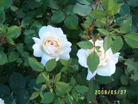 S4300068.webp