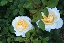 S4300155.webp