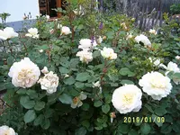 S4300021-1.webp