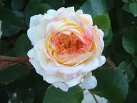 S4300010-2.webp