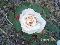 S4300026.webp
