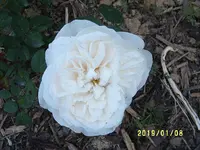 S4300027.webp