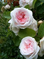 S4300005.webp
