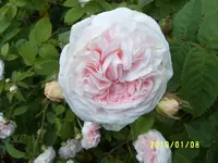 S4300007.webp