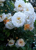 S4300008-1.webp