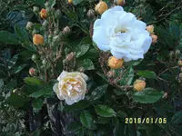 S4300223.webp