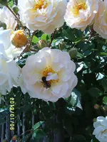 S4300262.webp
