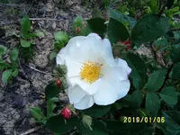 S4300274.webp