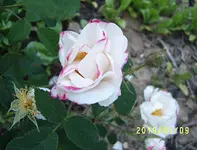 S4300028-1.webp
