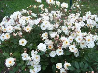 S4300021.webp