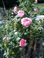 S4300116.webp