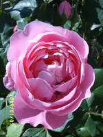 S4300115.webp