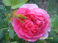 S4300002-1.webp
