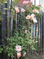 S4300003.webp