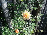 S4300117.webp