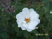 S4300030.webp