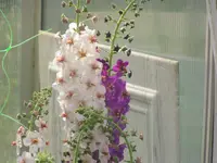 2009 -5 Garten 051.webp